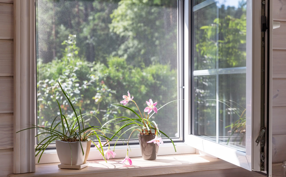 Immagine di finestra con fiori