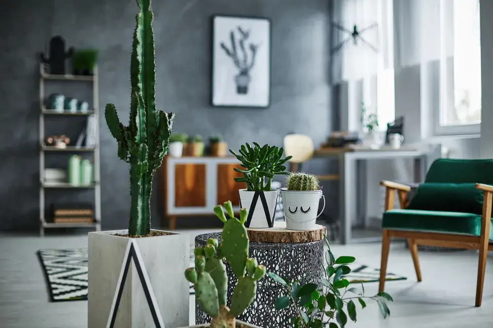 Immagine di cactus casa